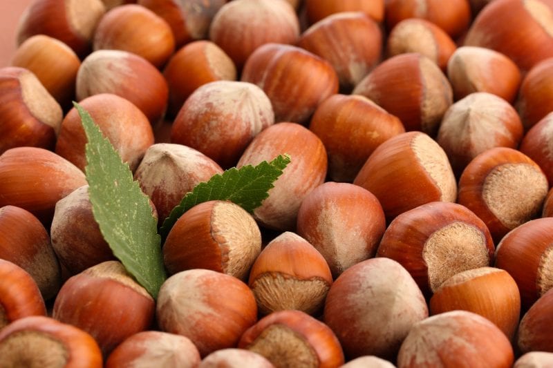 Fabulous Benefits Hazelnut Oil